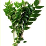 Curry Leaves