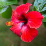 Hibiscus Flower