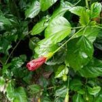 Hibiscus Leaves